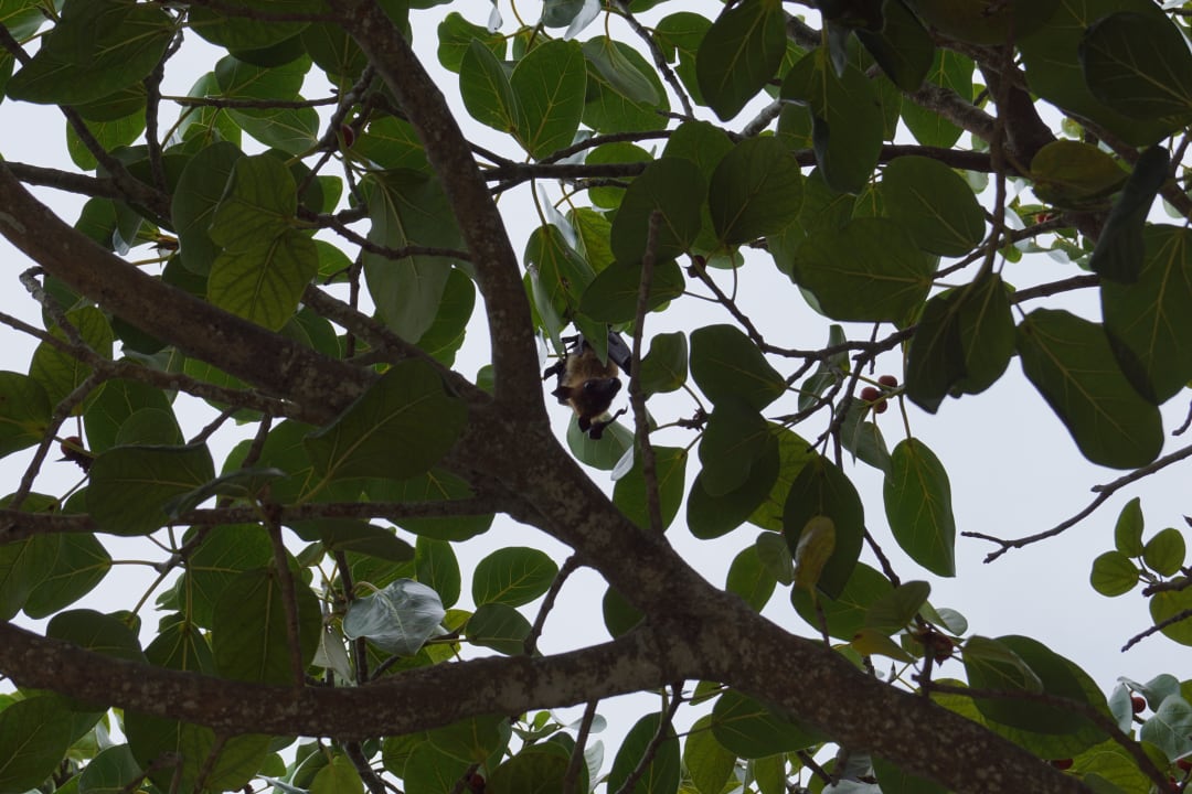 Gartenanlage Adaaran Select Meedhupparu Island Resort - Premium All Inclusive