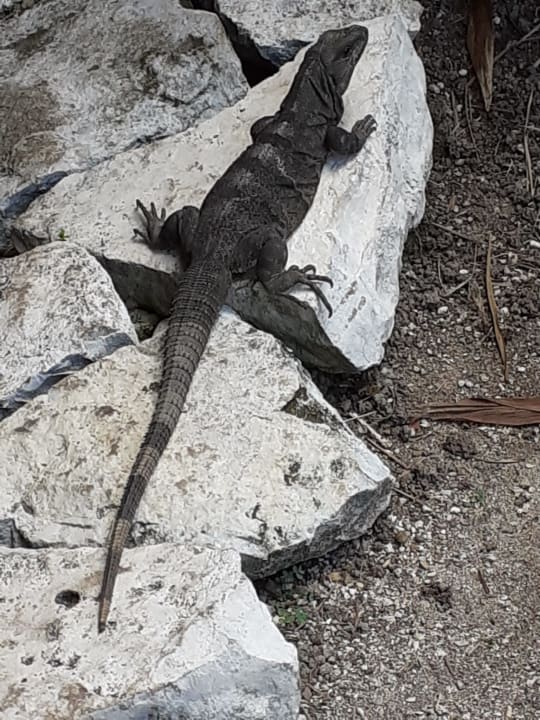 Sonstiges Akumal Bay Beach & Wellness Resort