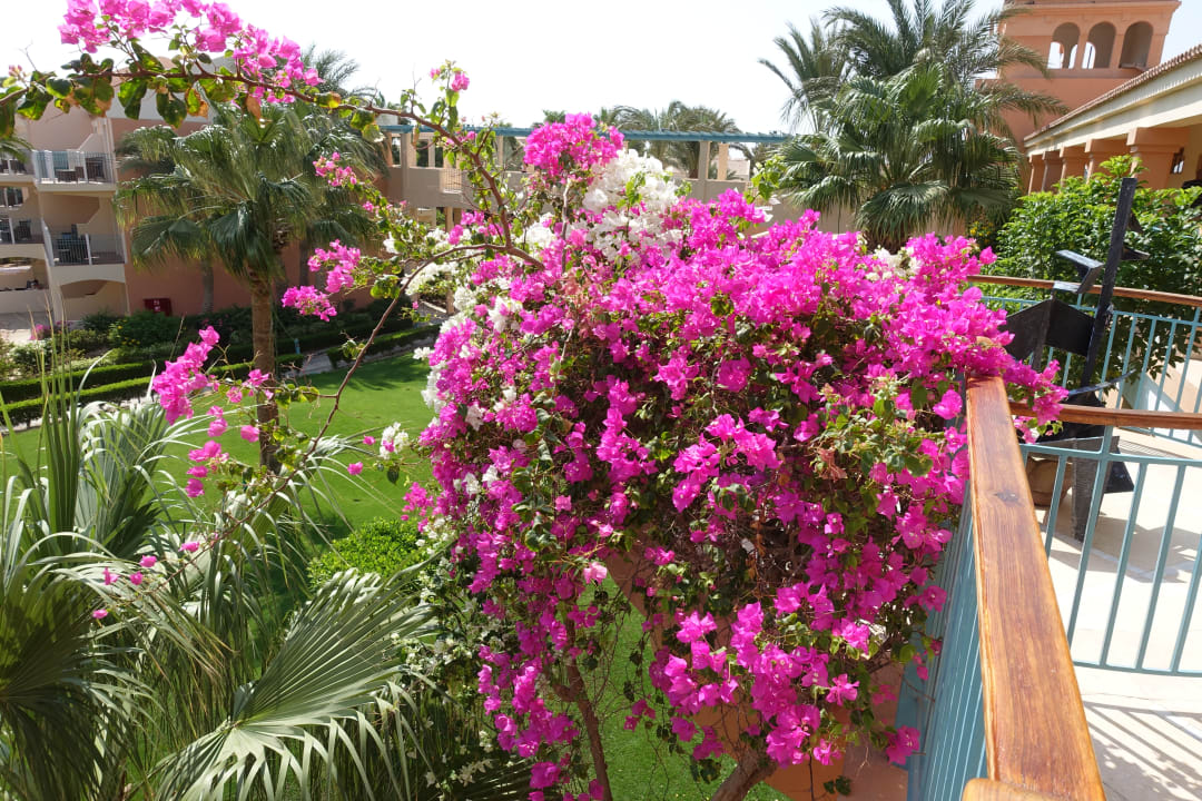 Gartenanlage Mövenpick Resort & Spa El Gouna