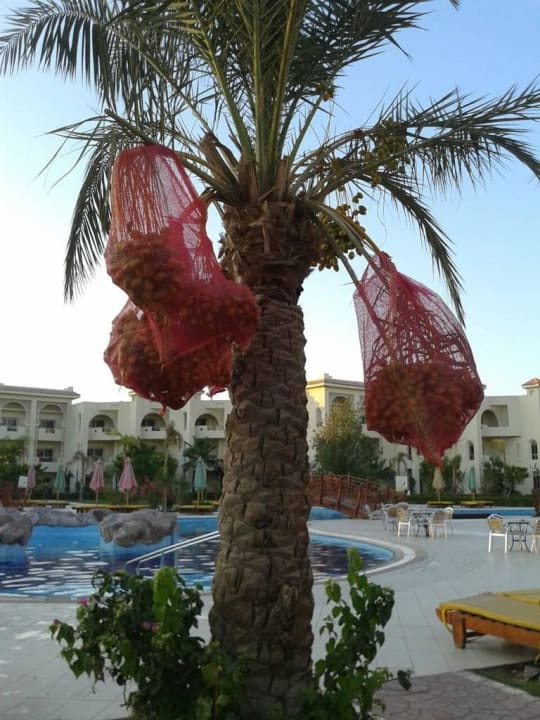 Банана-кокосa Serenity Alma Heights