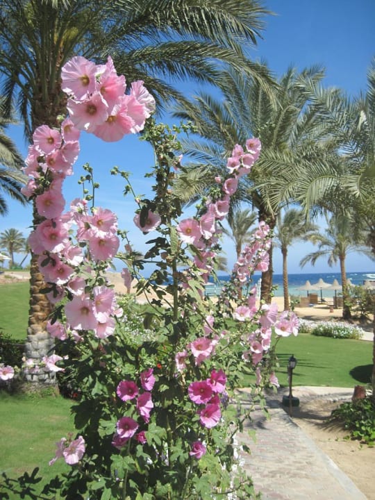 Blumen Steigenberger Coraya Beach - Adults only