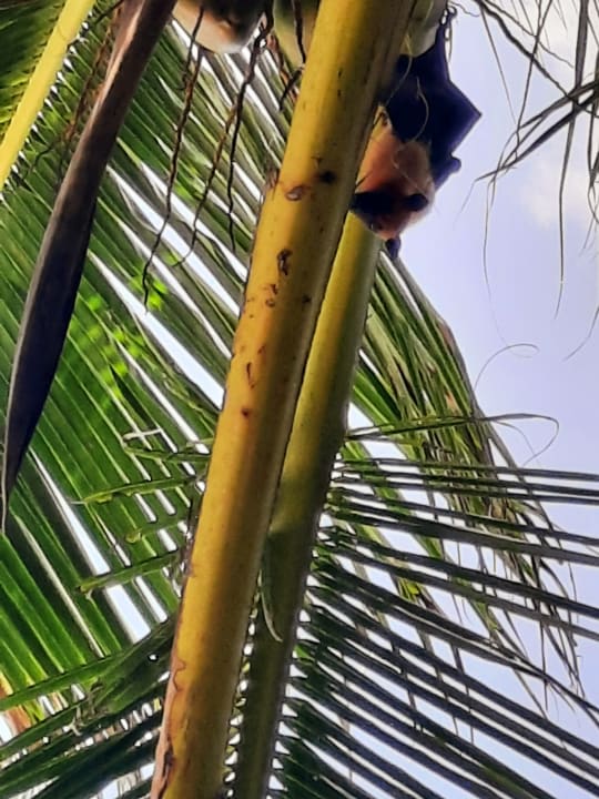 Gartenanlage Summer Island Maldives