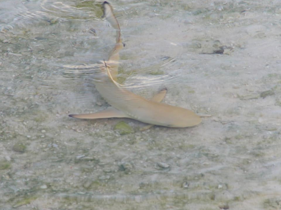 Tägliche Besucher Kuredu Island Resort & Spa