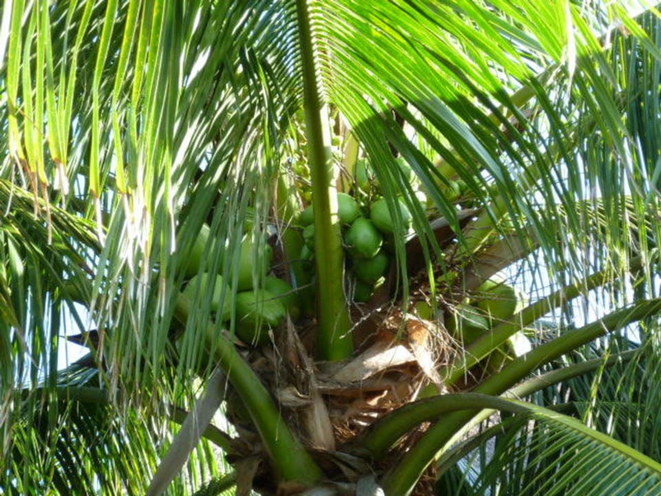 Überall Kokosnusspalmen Grand Palladium Select White Sand Resort & Spa