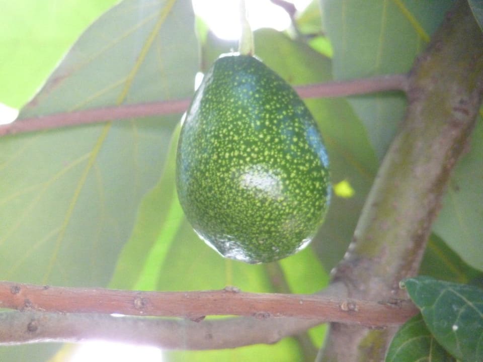 Avokadofrucht Hotel Sirma