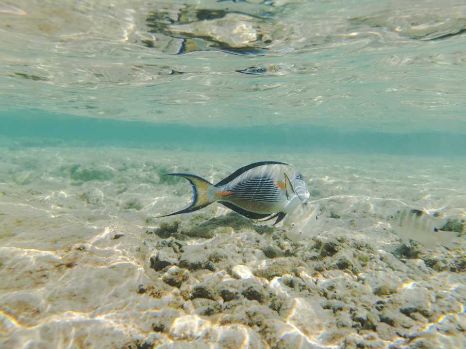 Sport & Freizeit Pickalbatros Citadel Resort