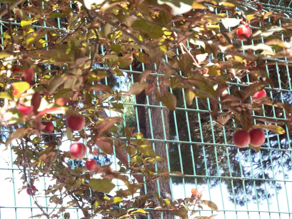 Pfirsichbaum vor M006 Camping Les Sablons