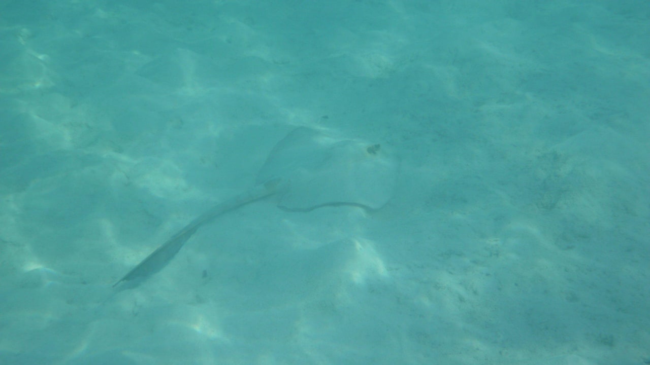 Federschwanzrochen Adaaran Select Hudhuran Fushi - Premium All Inclusive
