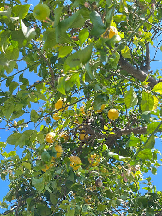 Gartenanlage Belconti Resort Hotel