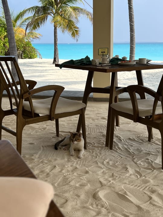 Gastro Hondaafushi Island Resort