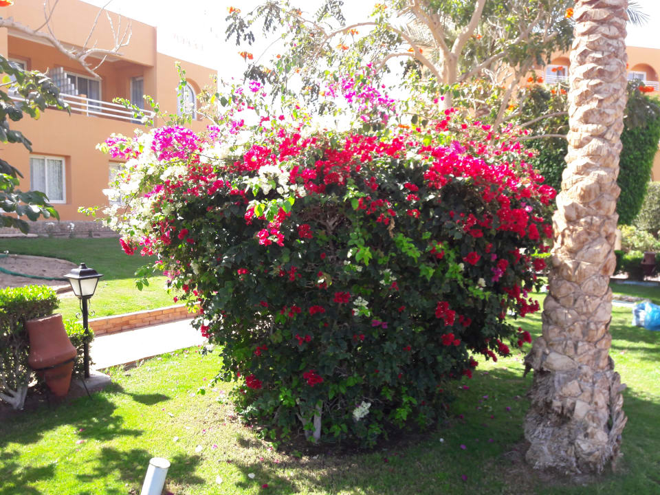 Gartenanlage Golden Beach Resort