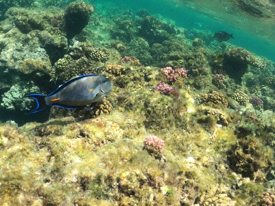 Sonstiges Lazuli Hotel Marsa Alam