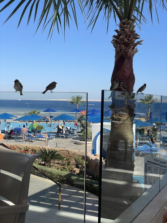 Außenansicht Pickalbatros Palace Resort