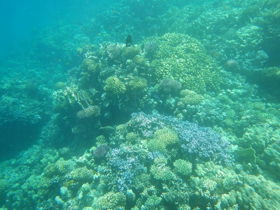 Sonstiges Makadi Spa - Adults only