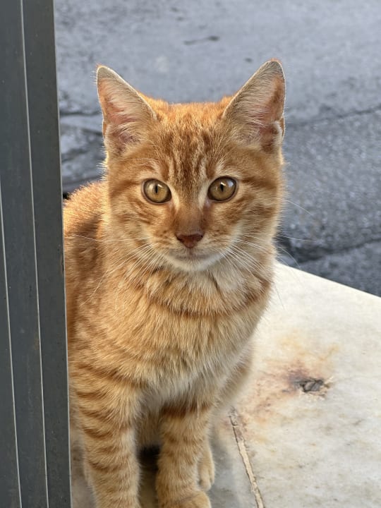 Sport & Freizeit Gardenia Hotel