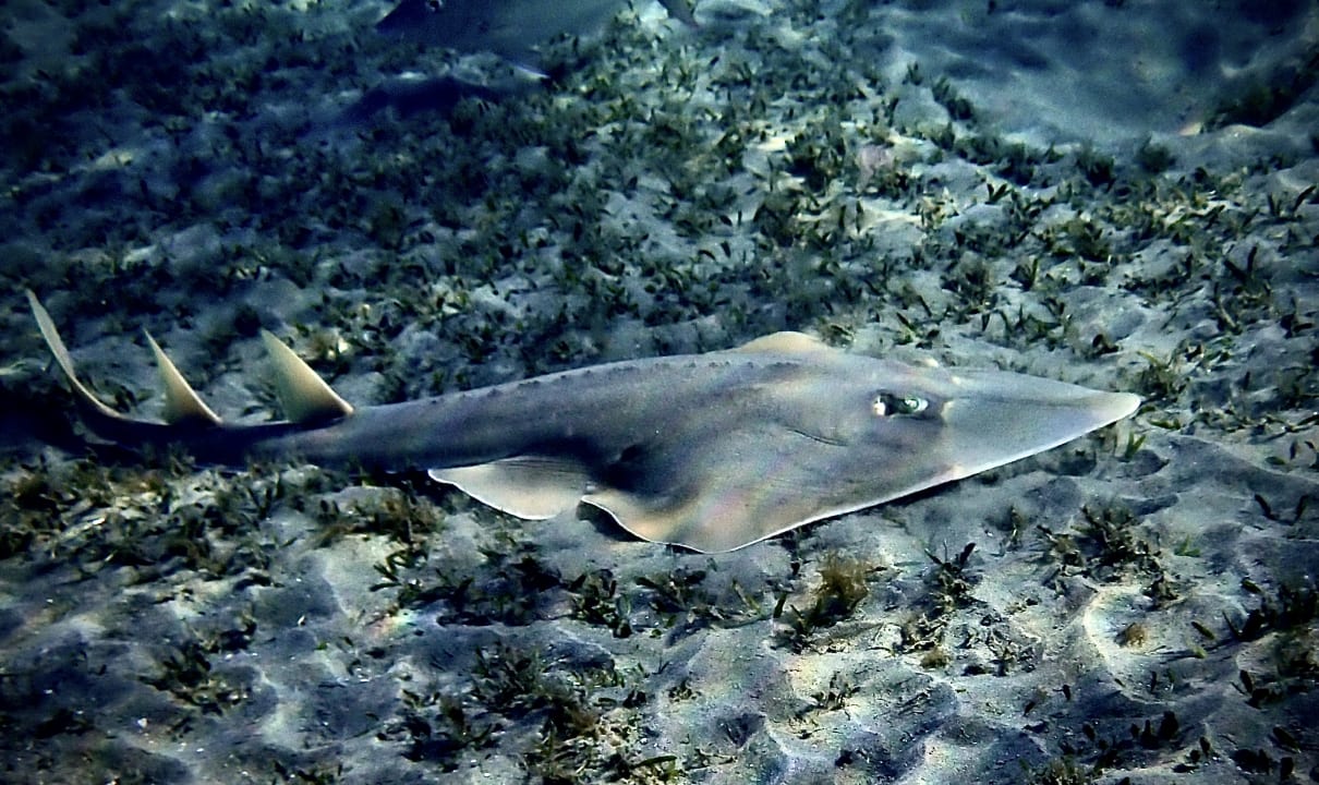 Sport & Freizeit Shams Alam Beach Resort