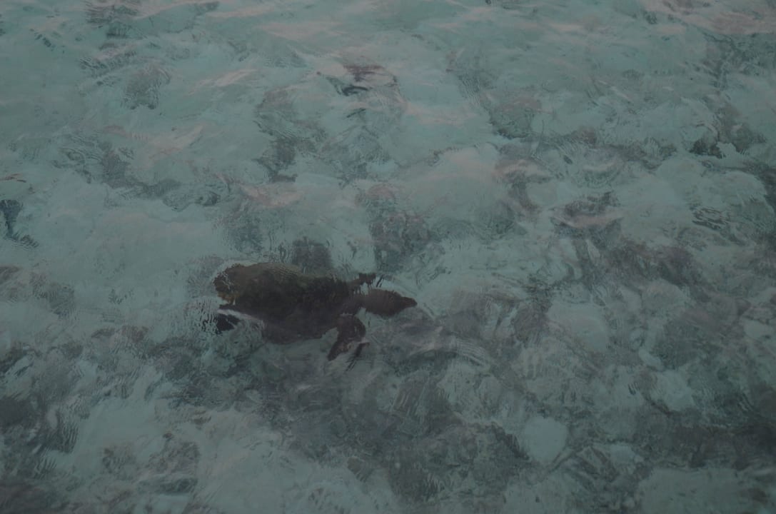 Am Wasserbungalow (Schildi) ananea Diamonds Athuruga