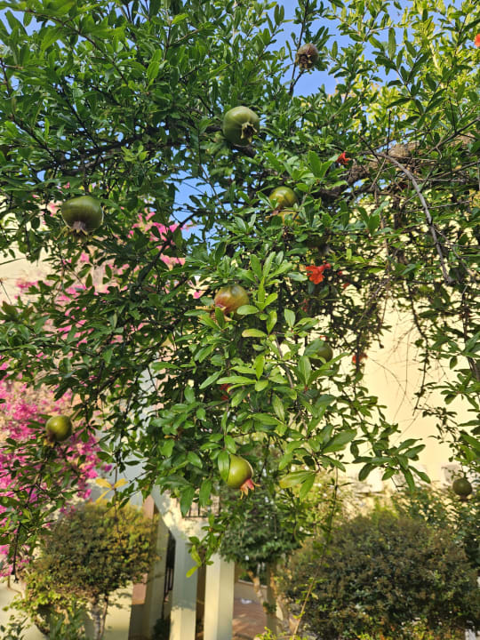 Gartenanlage VONRESORT Golden Beach