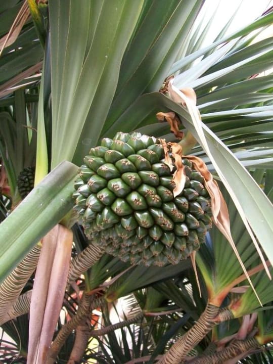 Riesige Palmfrucht GF FANABE