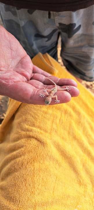 Sonstiges Lemon & Soul Makadi Garden