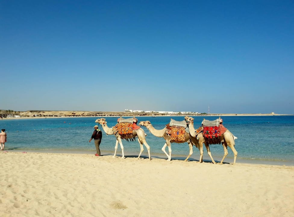 Buch von Abu Dabbab Malikia Resort Abu Dabbab