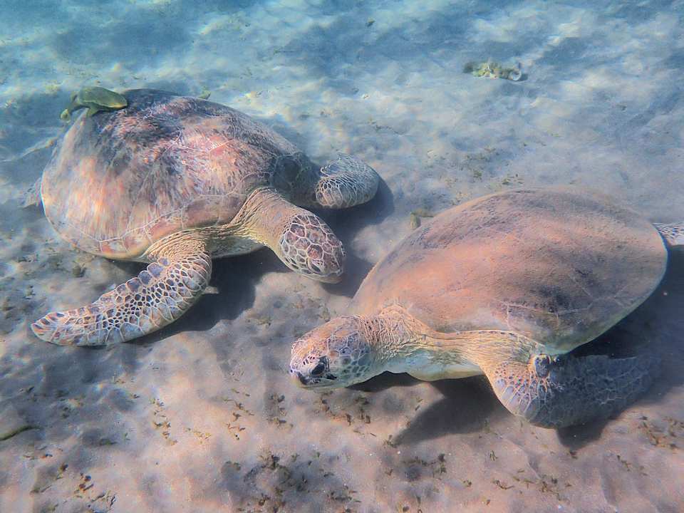 Sonstiges Shams Alam Beach Resort