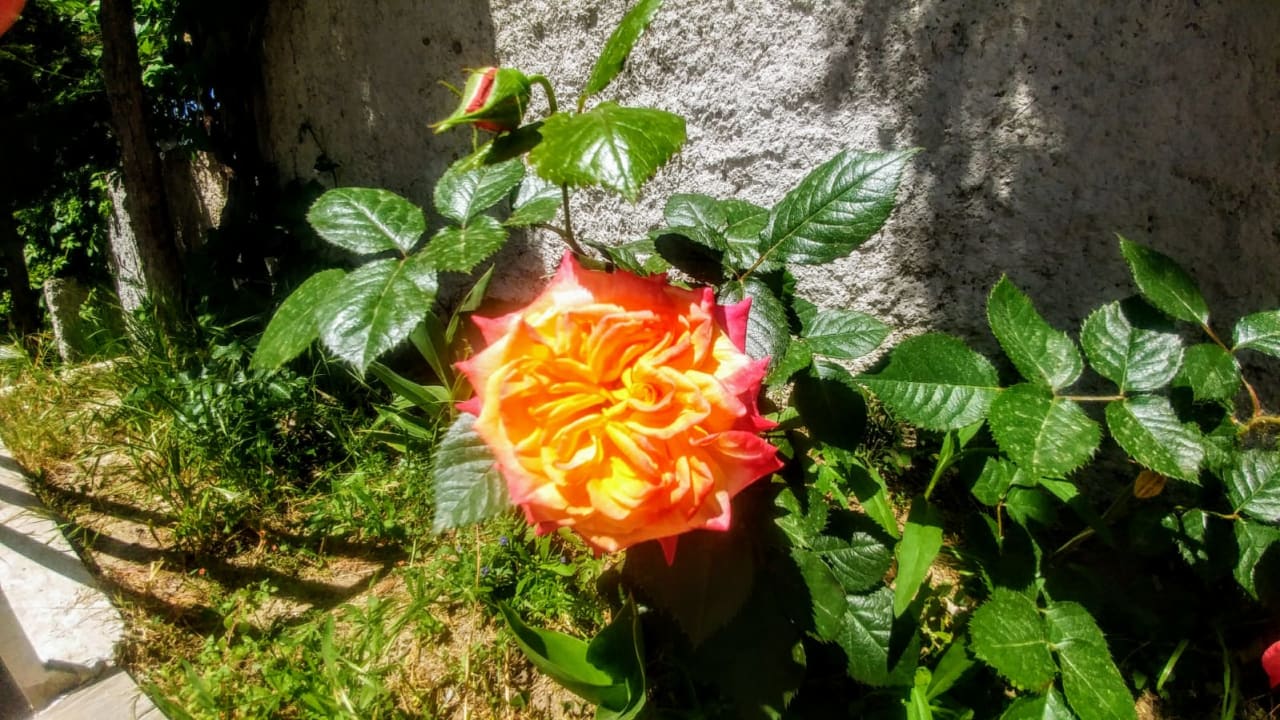 Gartenanlage Side Miami Beach