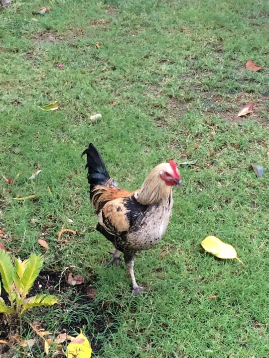 Haustiere gibt's einige Seaden Sea World Resort & Spa