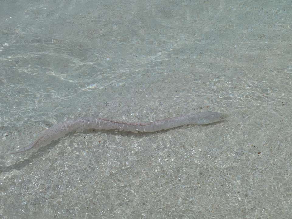 Morene Kuramathi Maldives