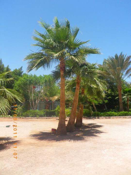 Palmen Giftun Azur Resort