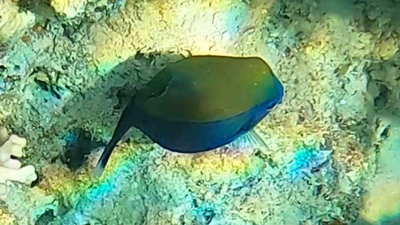 Sport & Freizeit Steigenberger Coraya Beach - Adults only