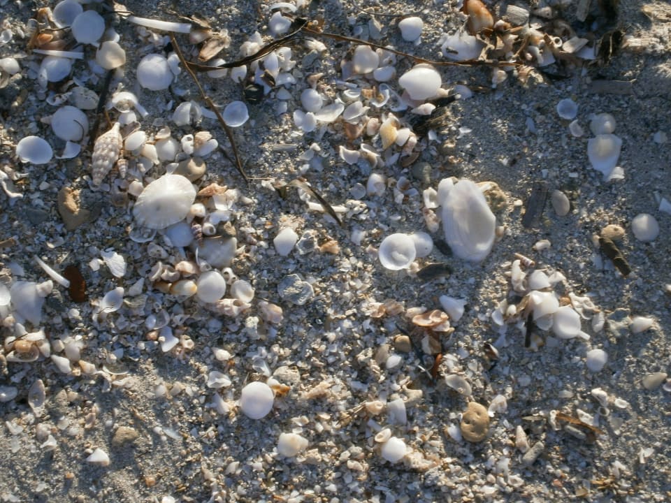 Strand mit Muscheln Hotel El Mouradi Djerba Menzel