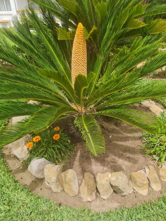 Gartenanlage Alcudia Garden Aparthotel