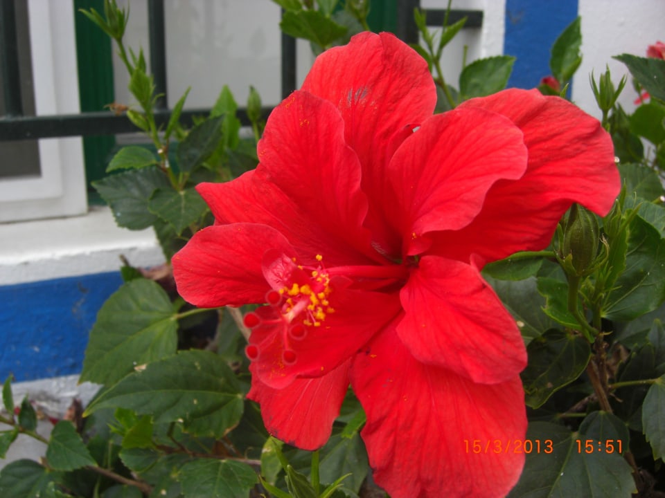 Blumenpracht Lopesan Costa Meloneras, Resort & Spa