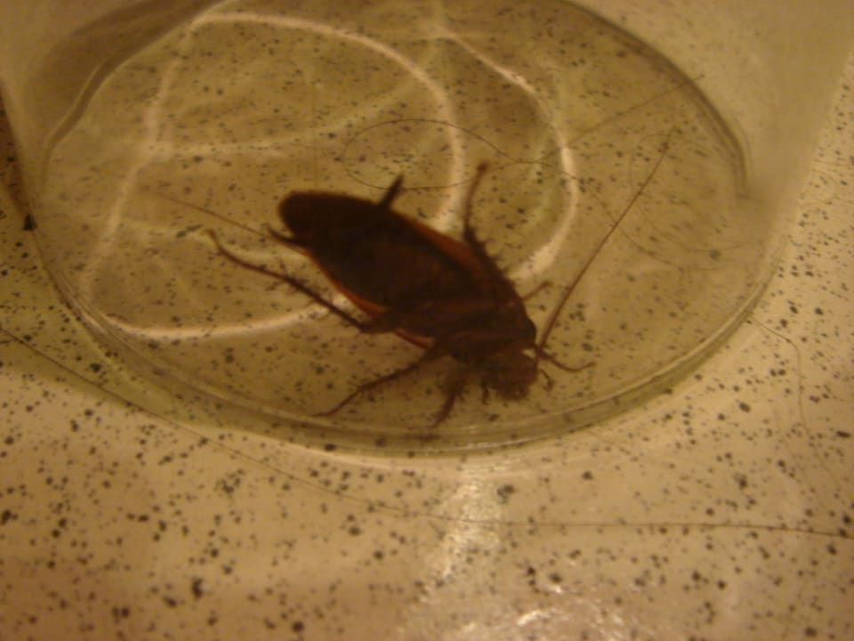 Bewohner im Bad Ole Tropical Tenerife