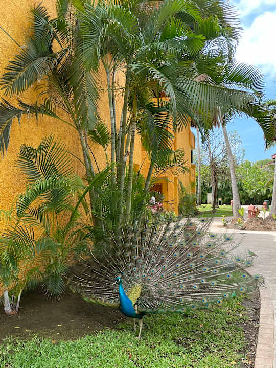 Außenansicht Iberostar Waves Tucan