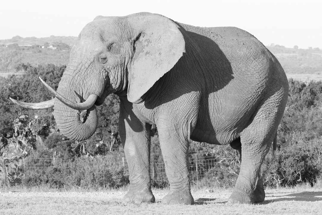 Sport & Freizeit Kariega Game Reserve - River Lodge