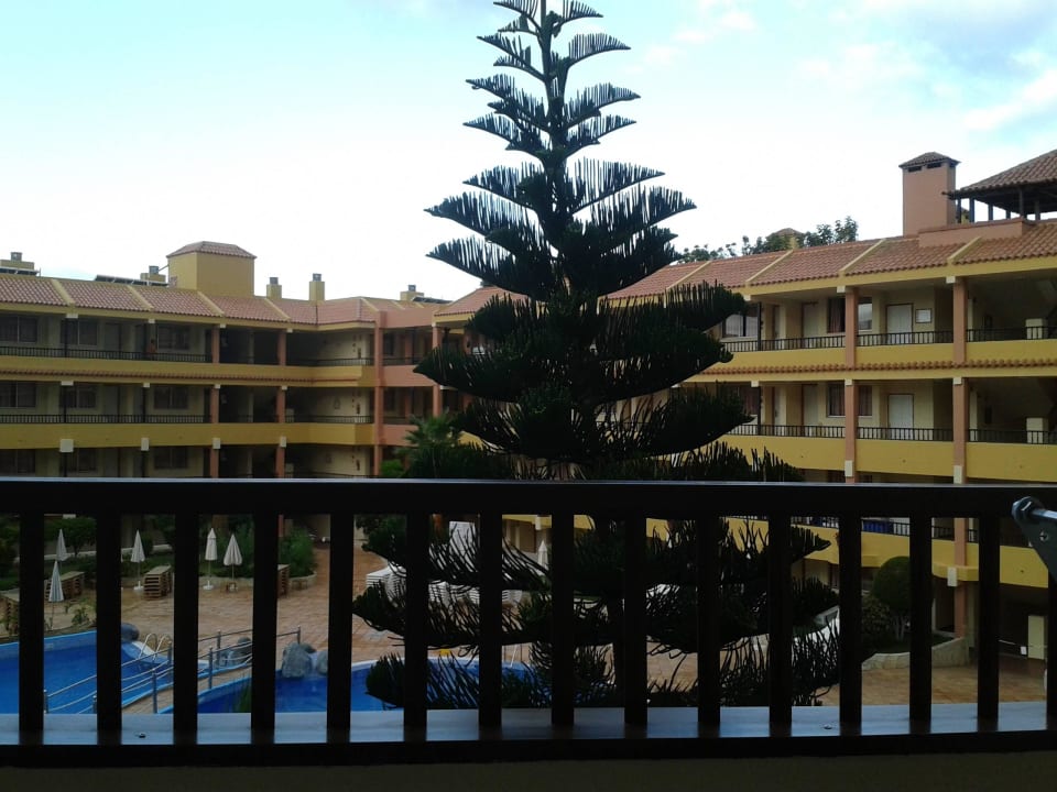 Tannenbaum vorm Balkon HOVIMA Jardin Caleta