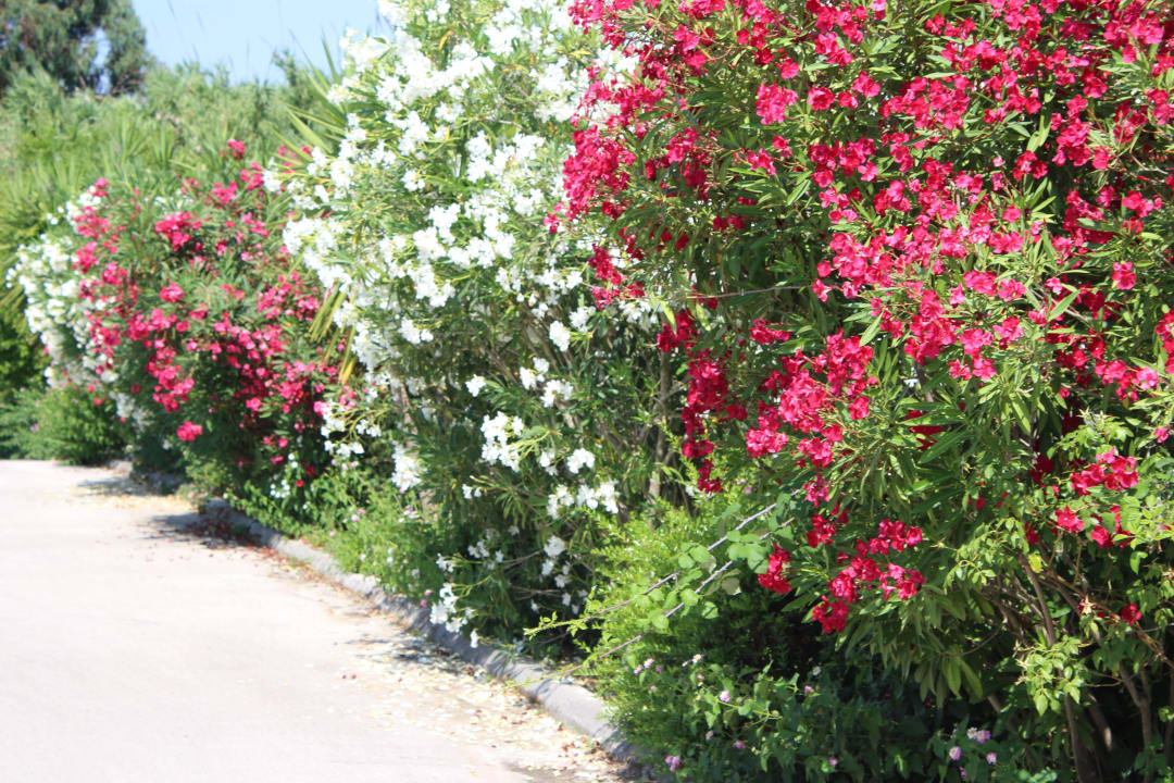 Gartenanlage Ilaria Hotel