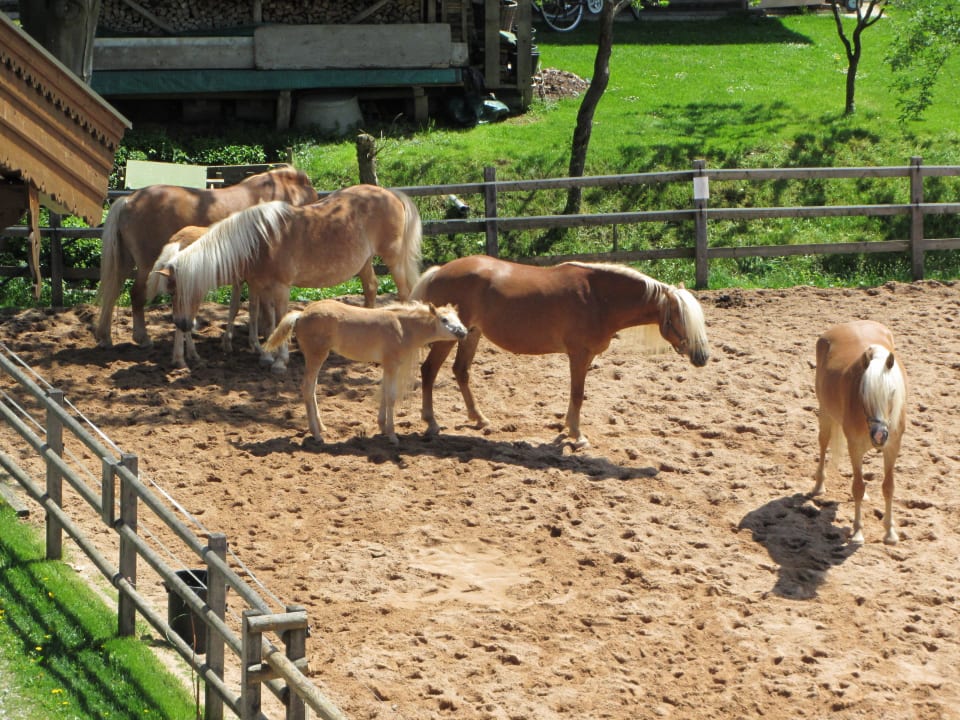 Blick auf die Pferdekoppel vom Zimmer aus Gästehaus Bramböck