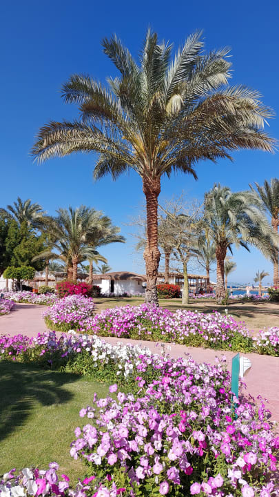 Gartenanlage Desert Rose