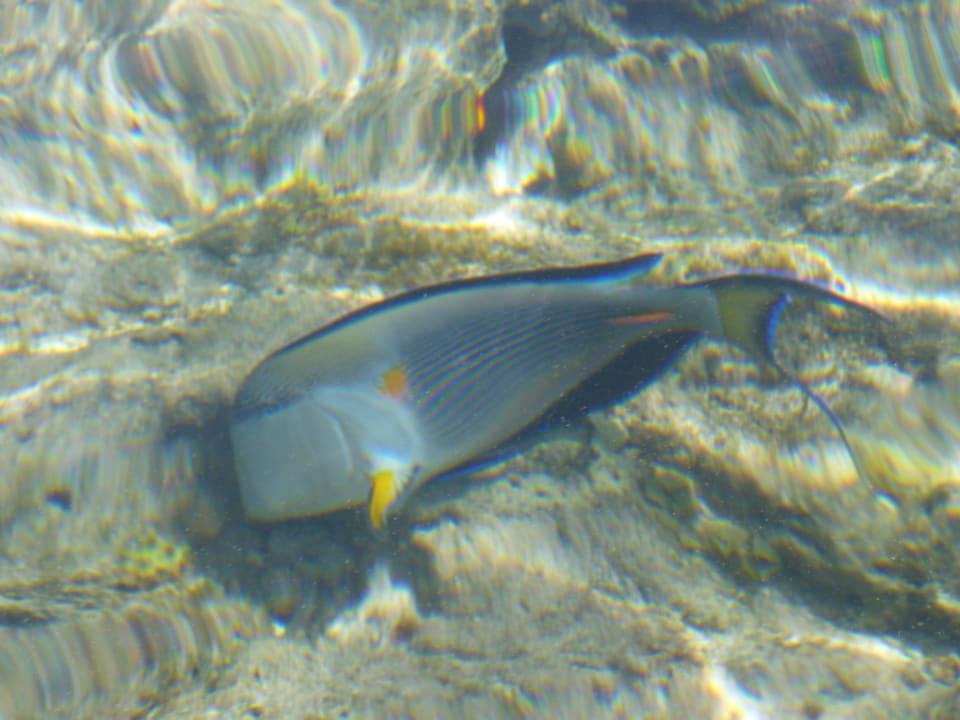 Vacance 2015 Pickalbatros Citadel Resort