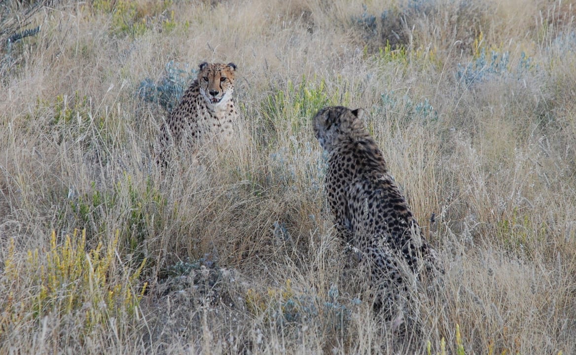 Auf der Cheetah Tour Otjitotongwe Cheetah Lodge