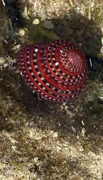 Strand Pickalbatros Citadel Resort