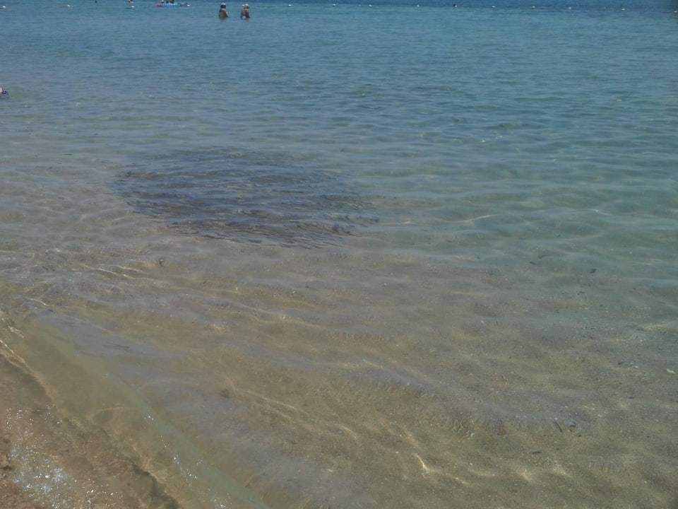 Fischschwarm am Strand Old Palace Resort Sahl Hasheesh