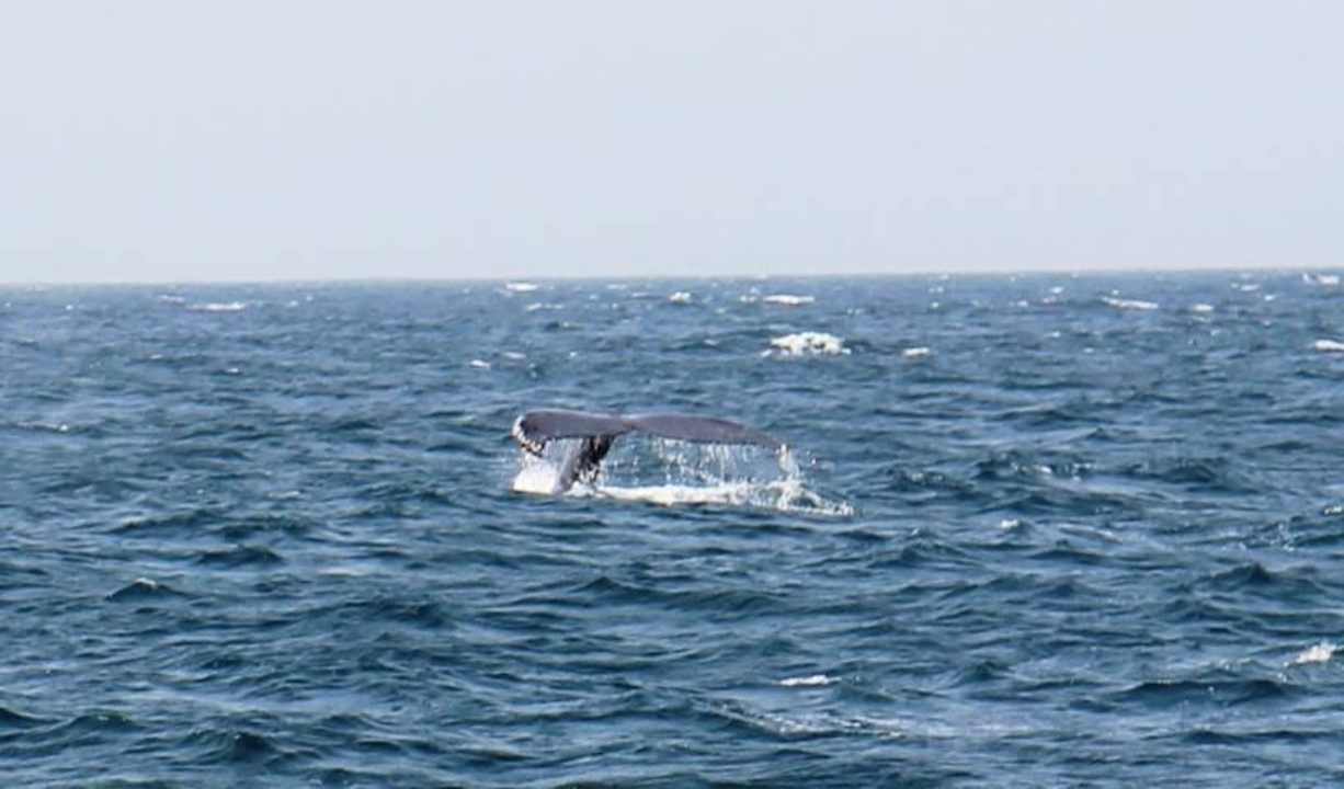 Wal Hotel Riu Touareg