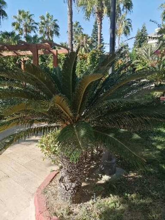 Gartenanlage Saphir Resort & Spa