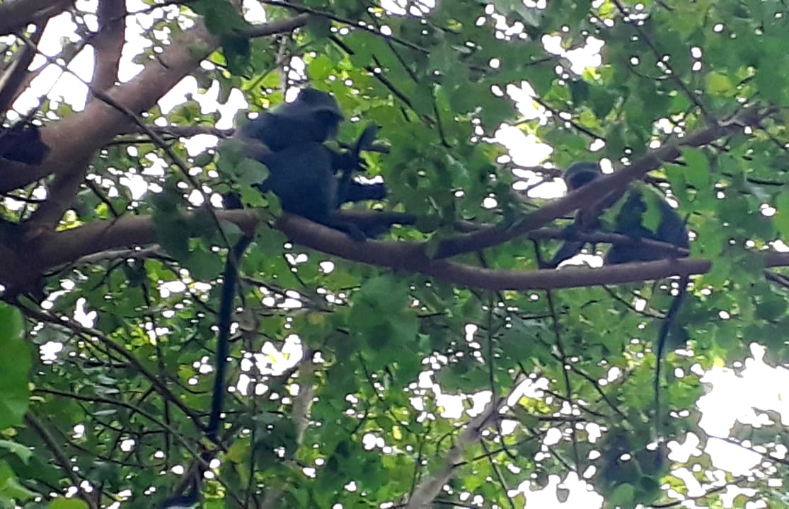 Gartenanlage Spice Island Hotel & Resort