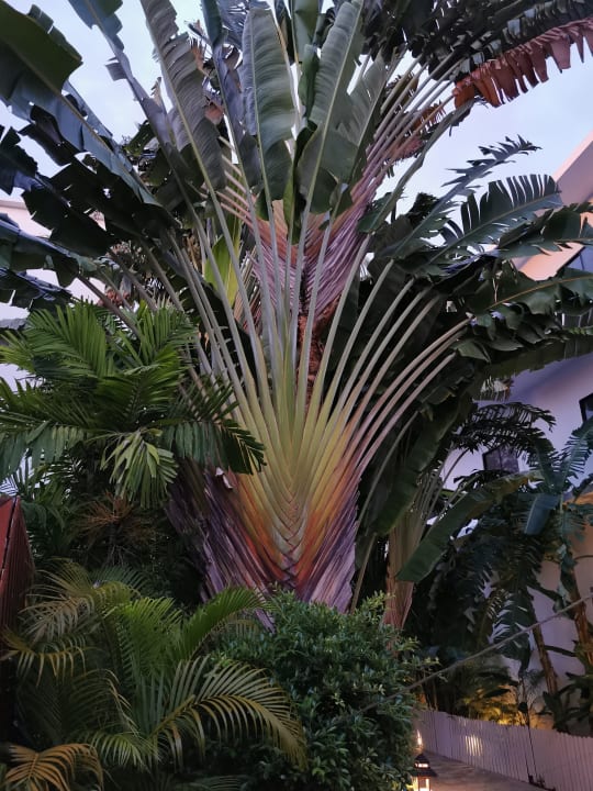 Gartenanlage Sunprime Kamala Beach
