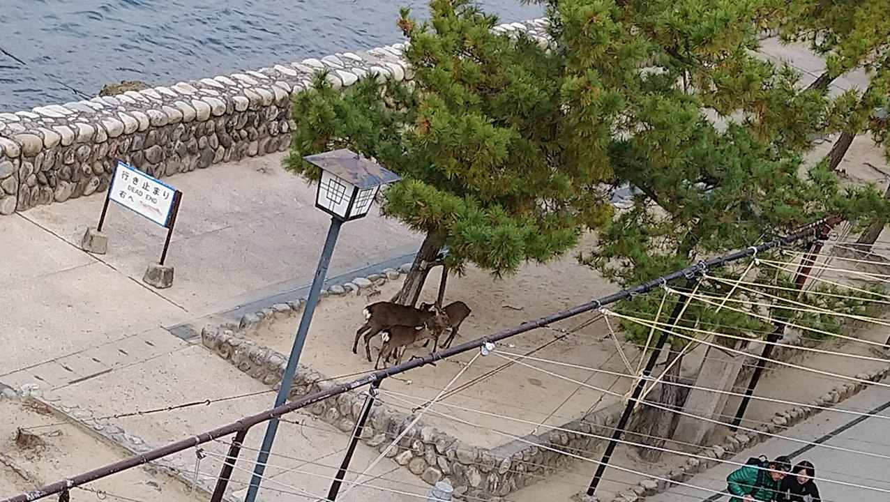 Ausblick Sakuraya Hotel